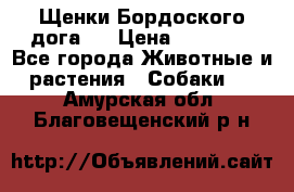 Щенки Бордоского дога.  › Цена ­ 30 000 - Все города Животные и растения » Собаки   . Амурская обл.,Благовещенский р-н